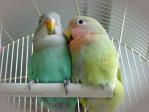 lovebirds close